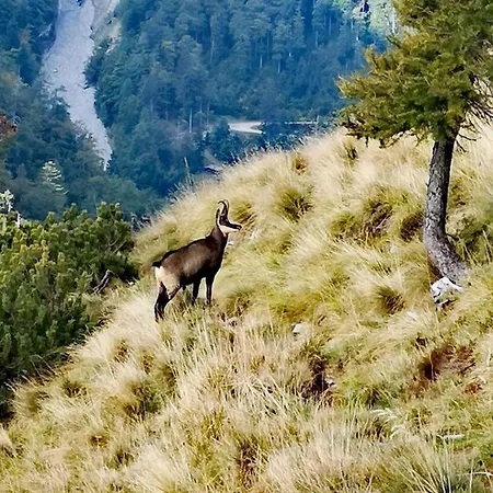 Kiara 7 * Jesenice